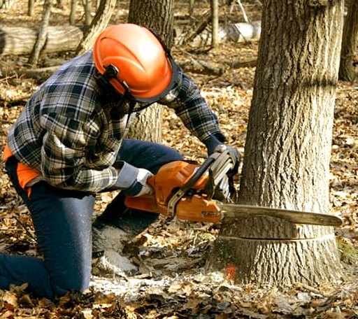 Tree Removal in Collinston, LA